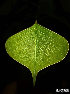 【遠(yuǎn)與近】+?外出隨拍