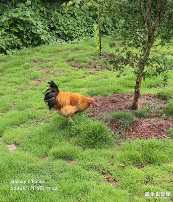 【遠(yuǎn)與近】農(nóng)村的生態(tài)環(huán)境相當(dāng)哇塞