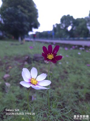 【遠(yuǎn)與近】上半年一些零零散散的日常