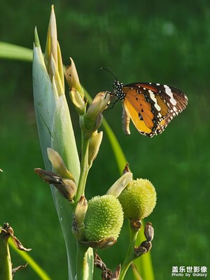 【遠(yuǎn)與近】放大，發(fā)現(xiàn)驚喜