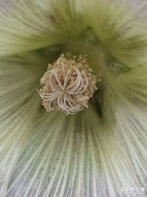 【遠(yuǎn)與近】+蜀葵花開