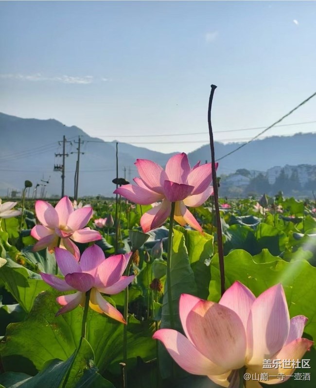 【光影之約】荷葉蓮蓮