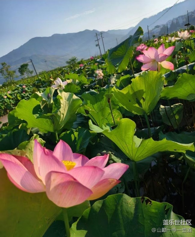 【光影之約】荷葉蓮蓮