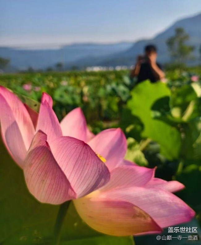 【光影之約】荷葉蓮蓮