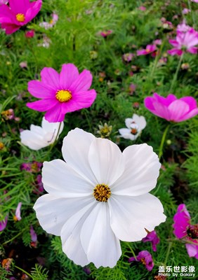 【遠(yuǎn)與近】都好看