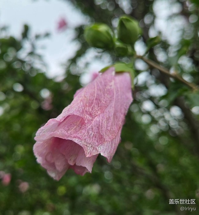 【雨過天晴】雨后萬象新