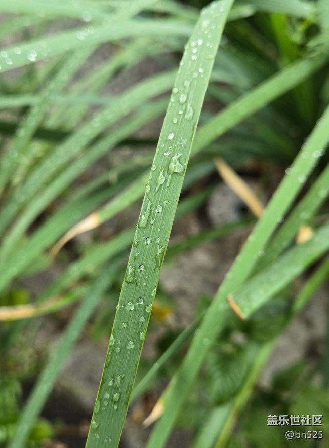 【雨過天晴】+雨后的生機(jī)