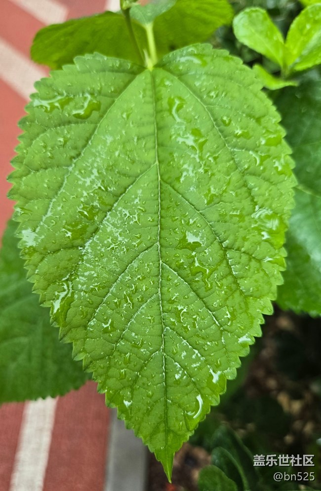 【雨過天晴】+雨后的生機(jī)