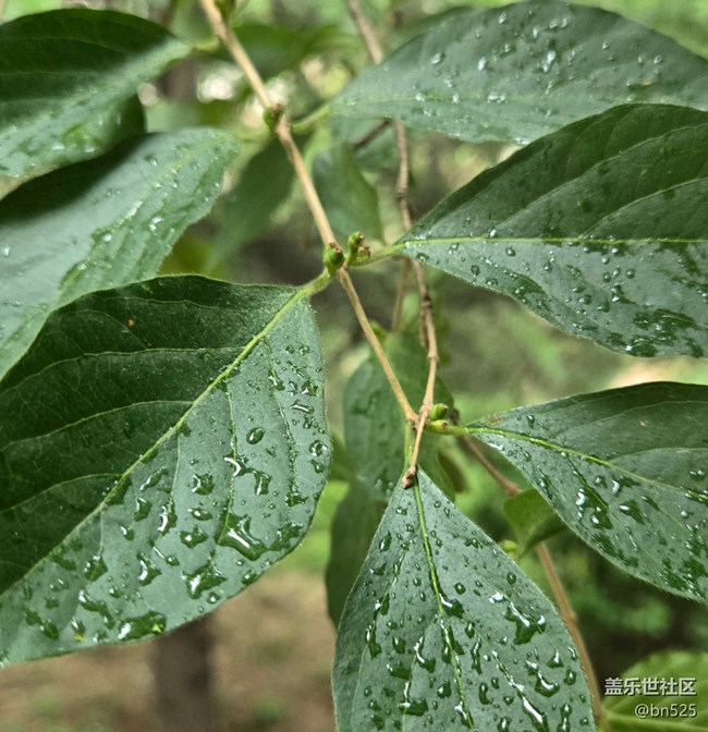 【雨過天晴】+雨后的生機(jī)
