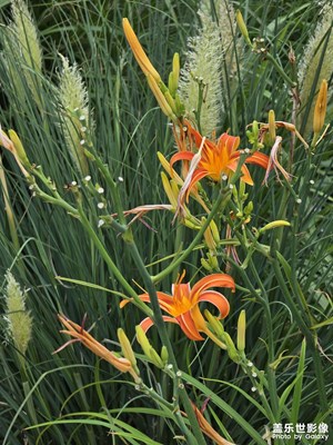 【遠(yuǎn)與近】+ 遠(yuǎn)近葉