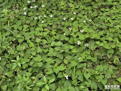 【遠(yuǎn)與近】+清涼體驗(yàn)