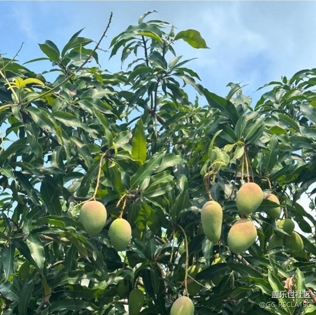 【雨過天晴】芒果