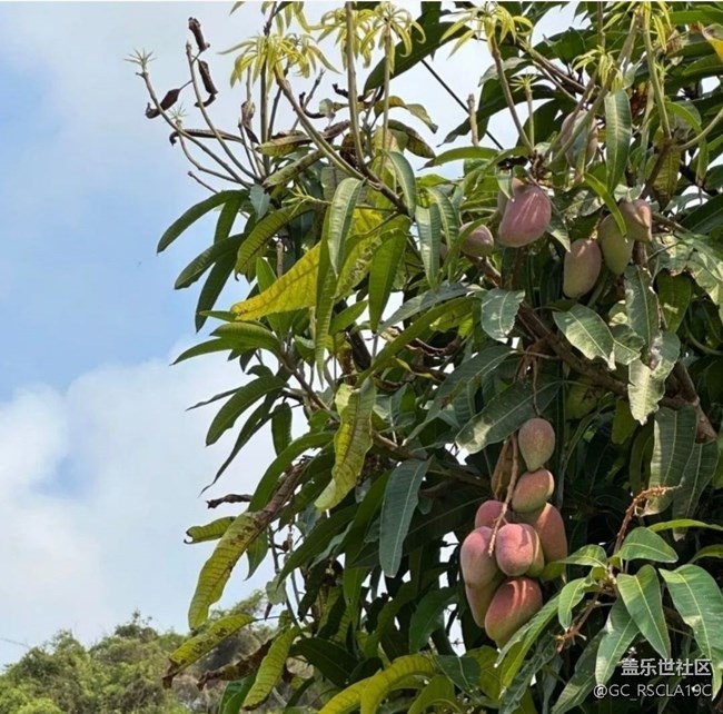 【雨過天晴】芒果