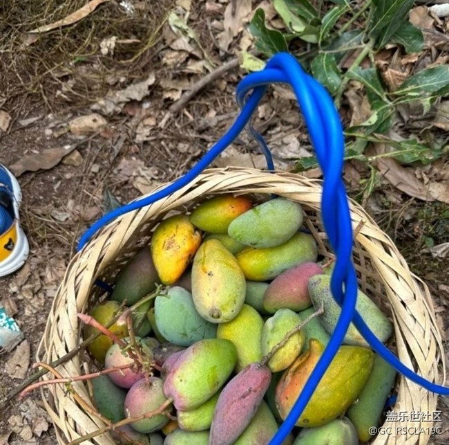 【雨過天晴】芒果