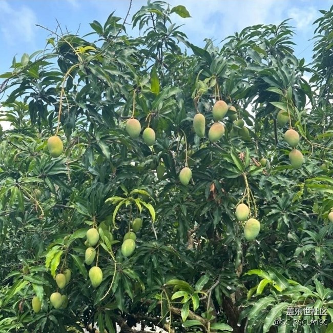 【雨過天晴】芒果