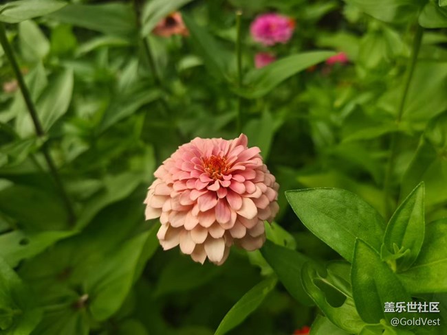 【仲夏調(diào)色盤】野花速寫