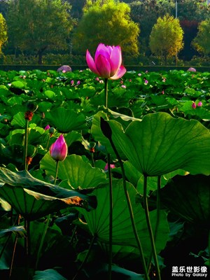 【 尋蹤古韻】+ 荷塘