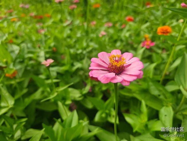 【仲夏調(diào)色盤】野花速寫