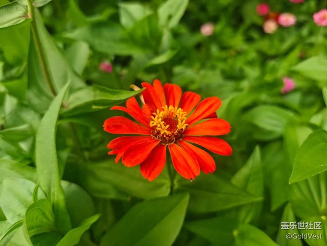 【仲夏調(diào)色盤】野花速寫