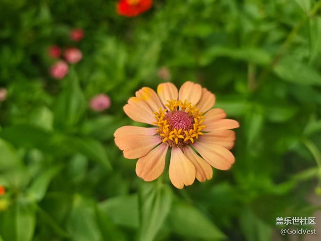 【仲夏調(diào)色盤】野花速寫