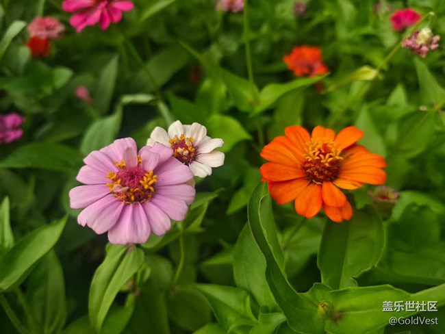 【仲夏調(diào)色盤】野花速寫