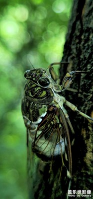 【2億像素看世界】