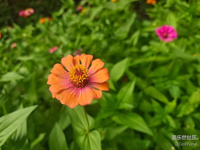 【仲夏調(diào)色盤】野花速寫