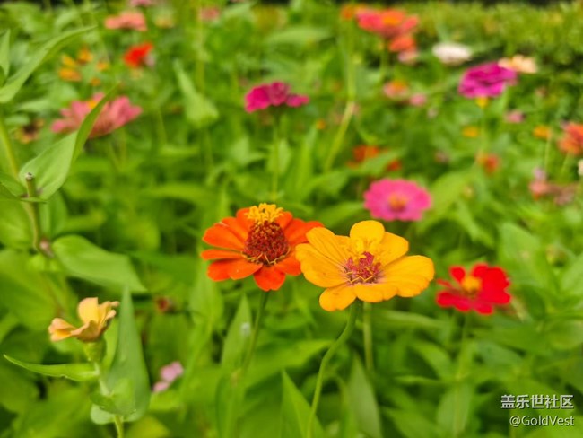 【仲夏調(diào)色盤】野花速寫