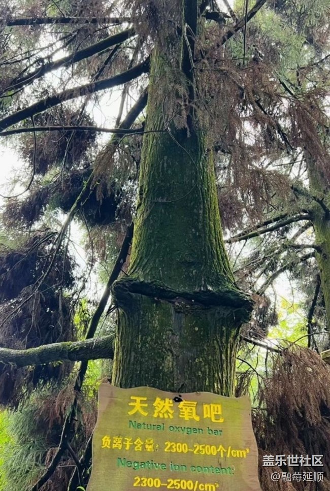 【雨過天晴】天然氧吧