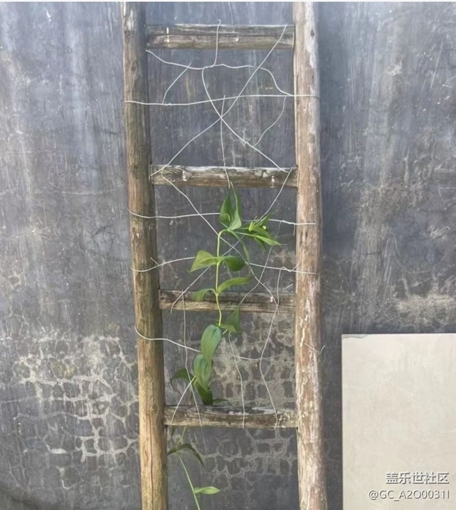 【雨過天晴】種花