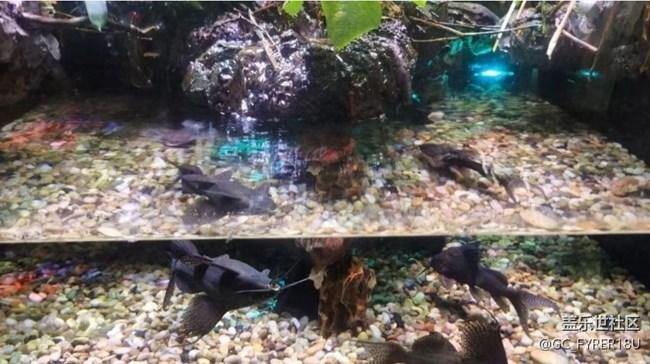 【畢業(yè)之旅】海洋館