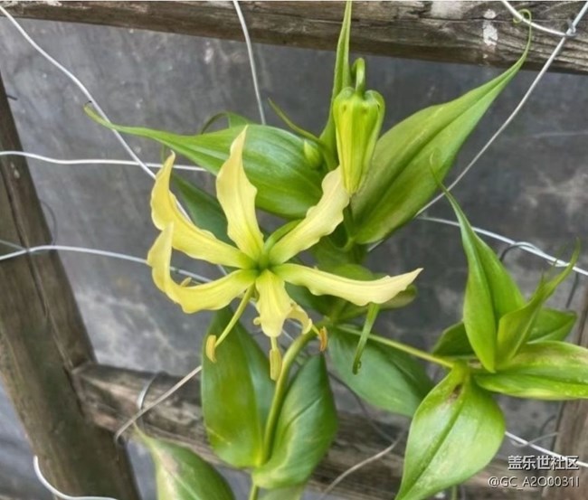 【雨過天晴】種花