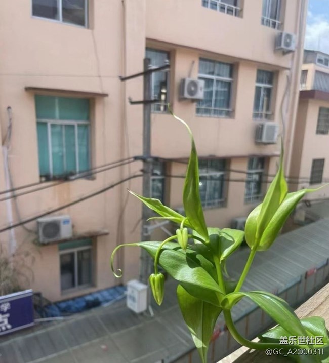 【雨過天晴】種花