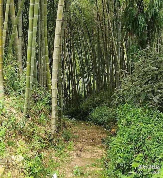 【光影之約】故鄉(xiāng)的綠色