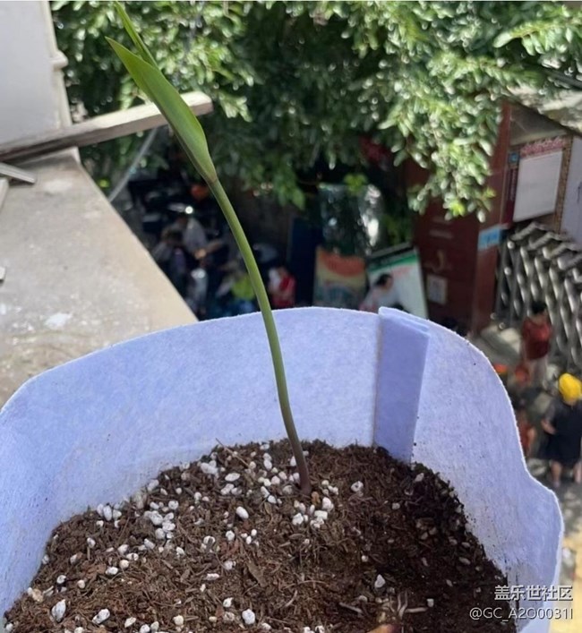 【雨過天晴】種花