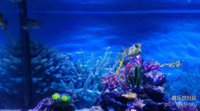 【畢業(yè)之旅】海洋館