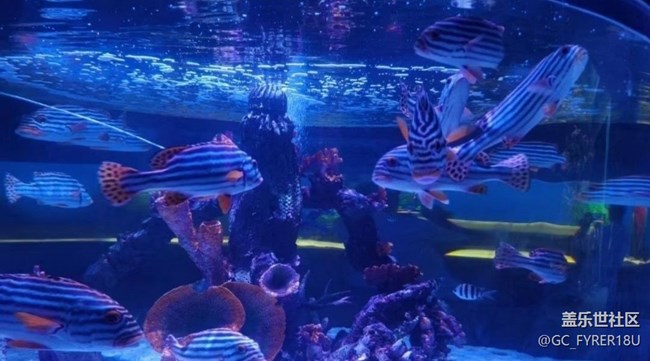 【畢業(yè)之旅】海洋館