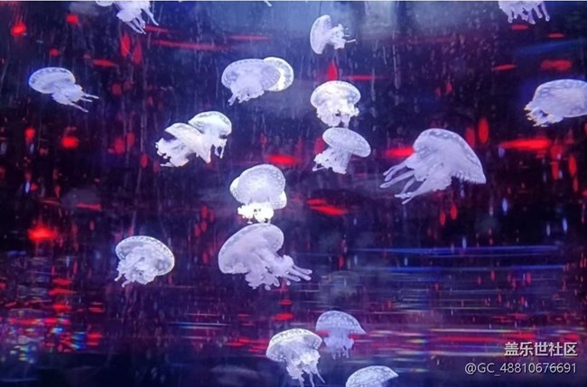 【光影之約】海洋館拍魚