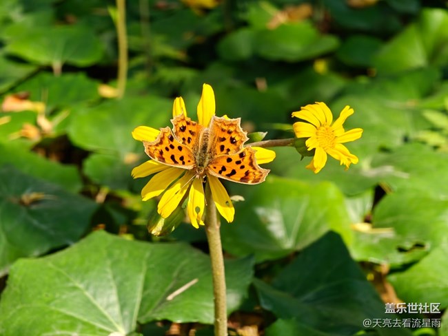 【雨過天晴】蝶舞蜂飛