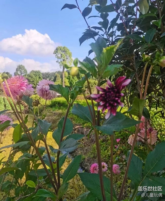 【光影之約】漂亮花兒