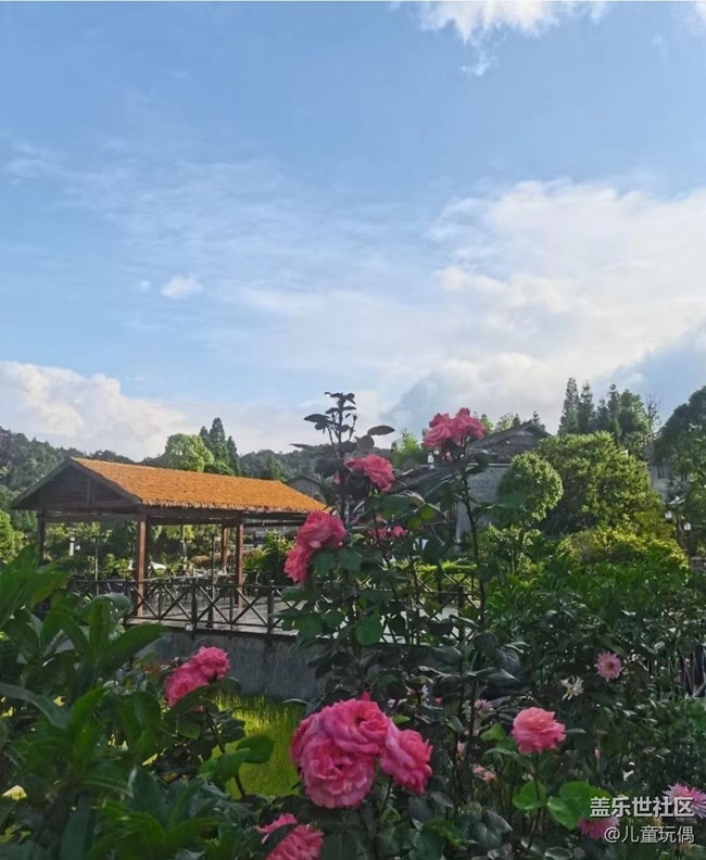 【光影之約】漂亮花兒