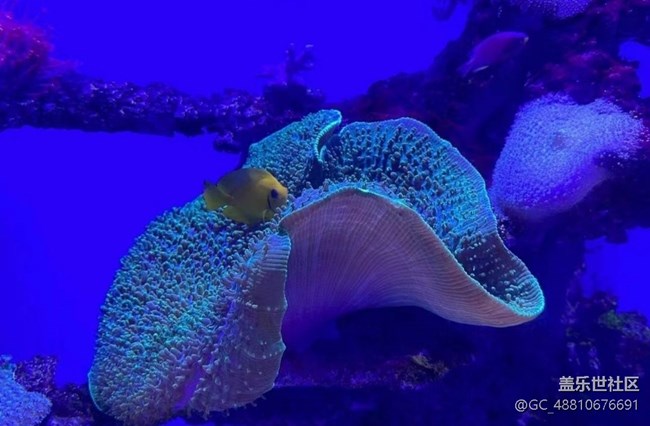 【光影之約】海洋館拍魚