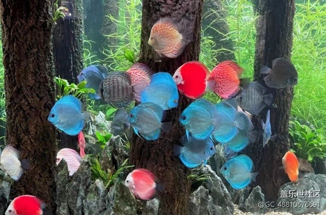 【光影之約】海洋館拍魚