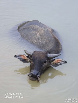 【生活隨拍】偶遇水牛戲水