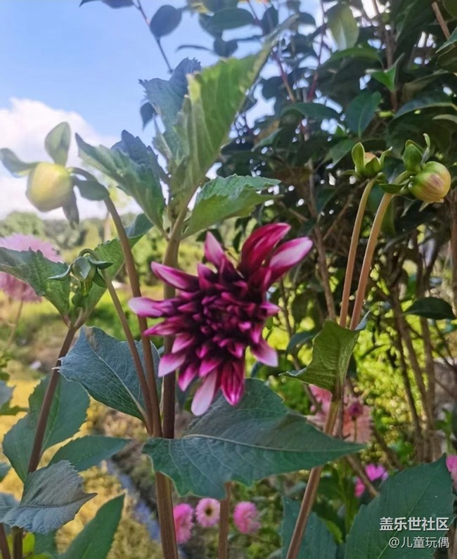 【光影之約】漂亮花兒