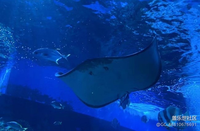 【光影之約】海洋館拍魚