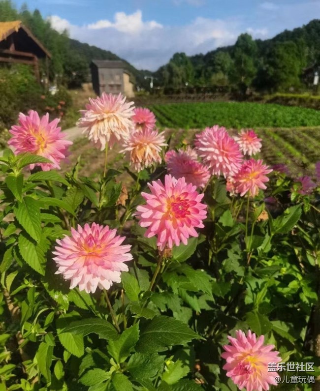 【光影之約】漂亮花兒