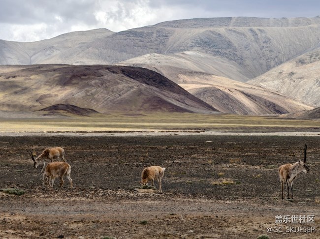 【浮光之間】高原長(zhǎng)卷