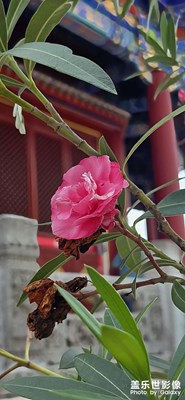 【尋蹤古韻】+ 沈陽(yáng)故宮之三