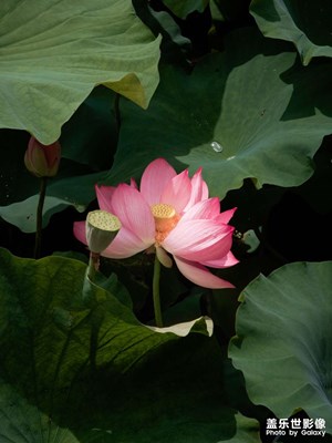 “荷”你“鄉(xiāng)”約 - 云南安寧摩所營村